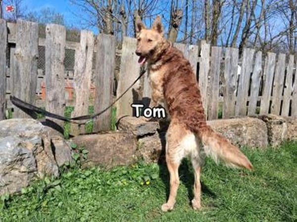 TOM