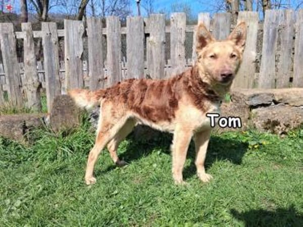 TOM