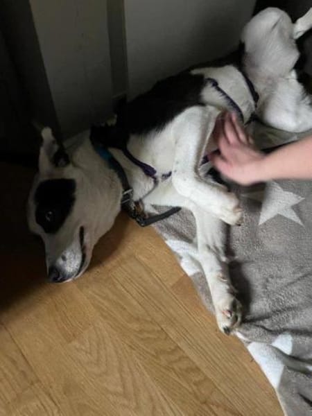 wunderschöne Panda auf PS in 90768