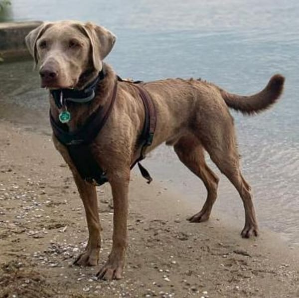 Joker -suchen aktive&erfahrene Menschen