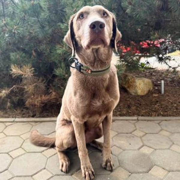 Joker -suchen aktive&erfahrene Menschen