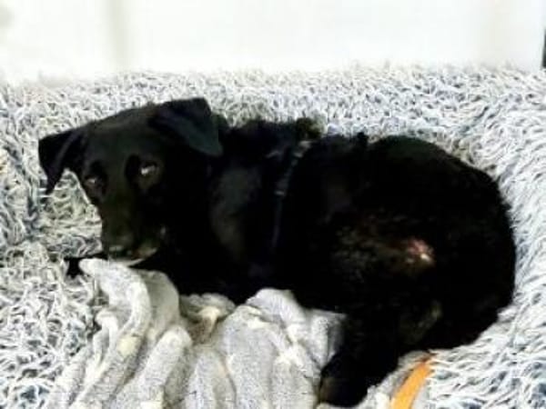 Gorbi  54 cm (Pflegestelle)