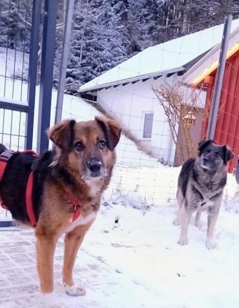 LINEA * ruhige, genügsame Hündin