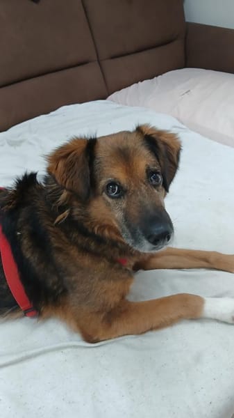 LINEA * ruhige, genügsame Hündin