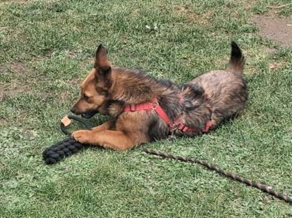 kleine süße Aurea auf PS in 91459