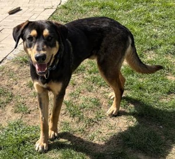 Freundlicher Rüde Piloto