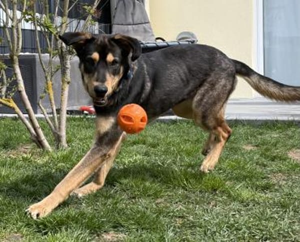 Freundlicher Rüde Piloto