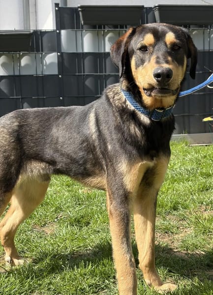 Freundlicher Rüde Piloto