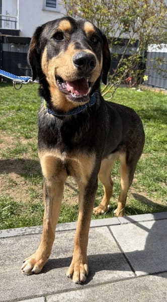 Freundlicher Rüde Piloto