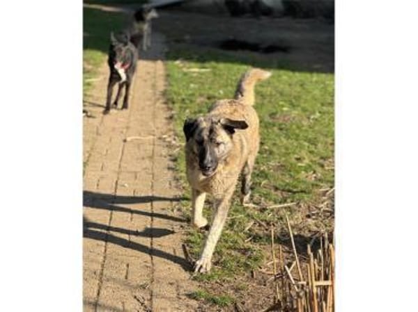 Max - wartet in 49504 Lotte