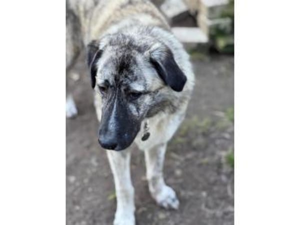 Max - wartet in 49504 Lotte