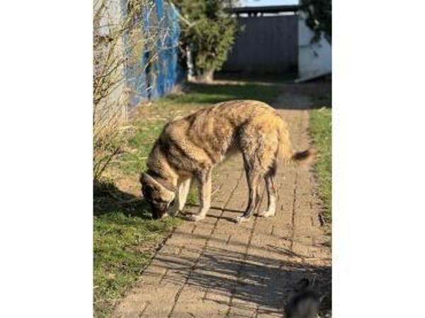 Max - wartet in 49504 Lotte