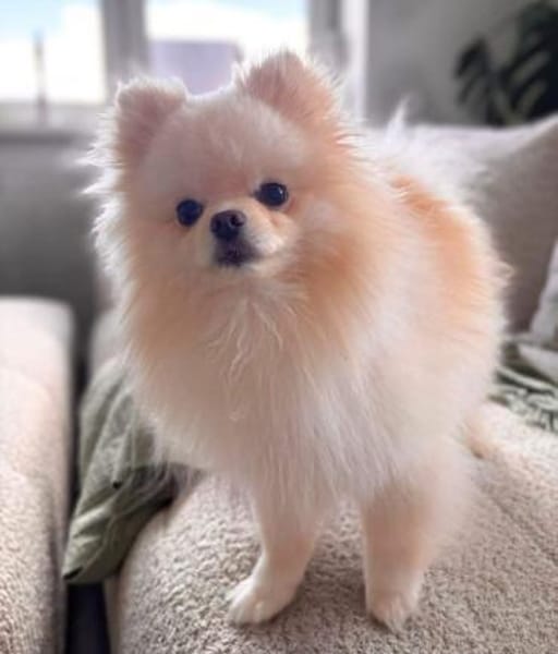 Bijou - ist gesprächig