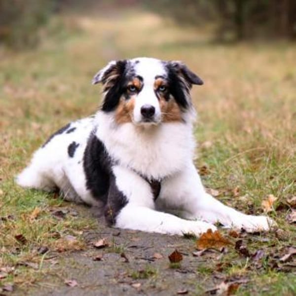 Anouk - ist neugierig&freundlich