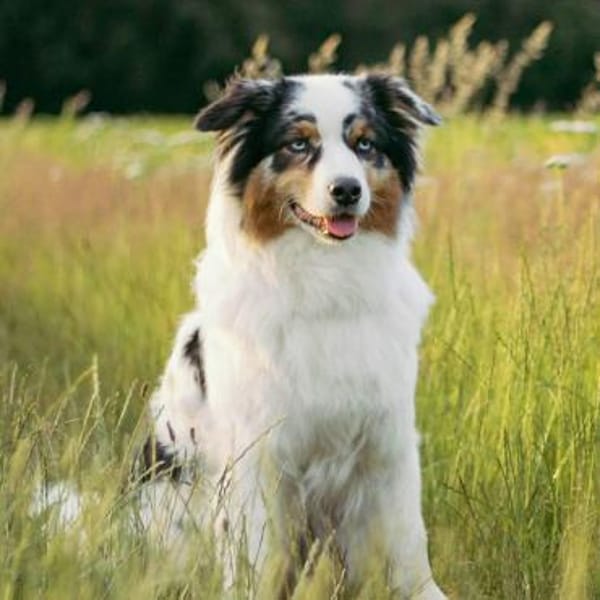 Anouk - ist neugierig&freundlich