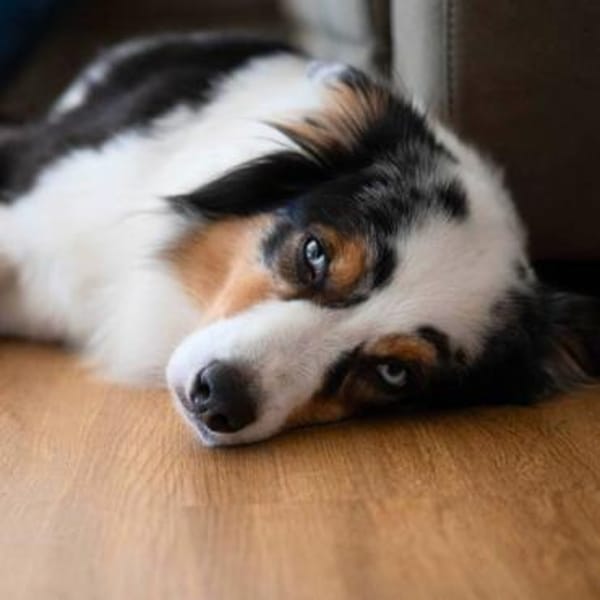 Anouk - ist neugierig&freundlich