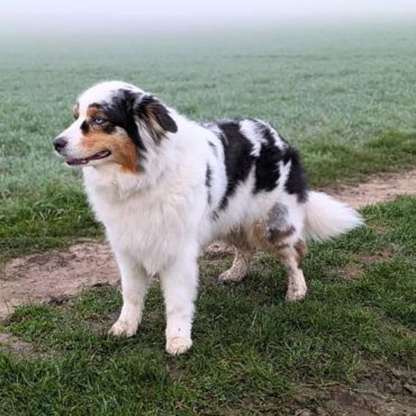 Anouk - ist neugierig&freundlich