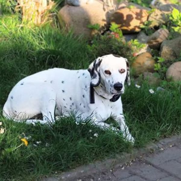 Emmi - ist leider unterfordert