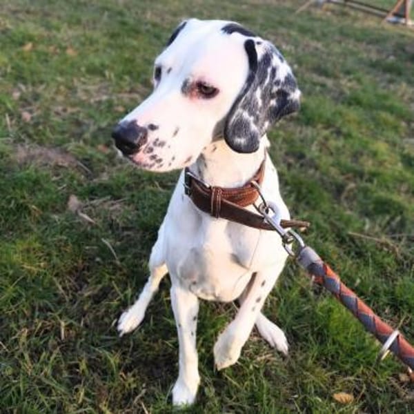 Emmi - ist leider unterfordert