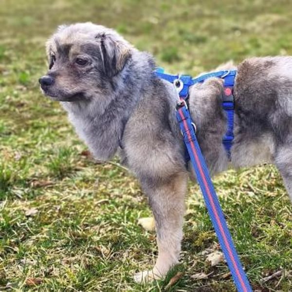 Kunibert - ist verunsichert