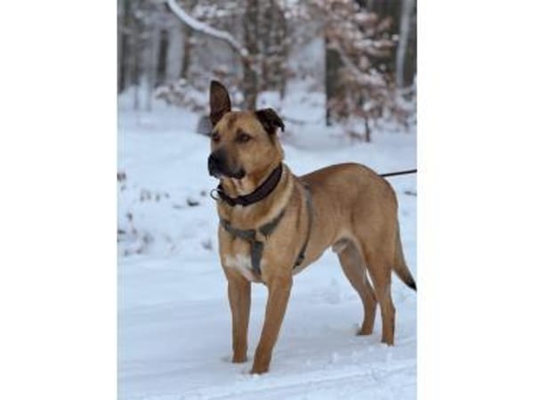 Großer Benny - wartet in 49504 Lotte