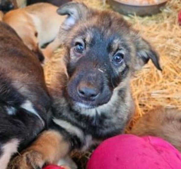 Welpe Luigi - Pechvogel in PLZ 21502