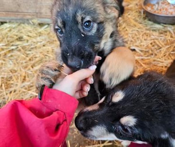 Welpe Luigi - Pechvogel in PLZ 21502