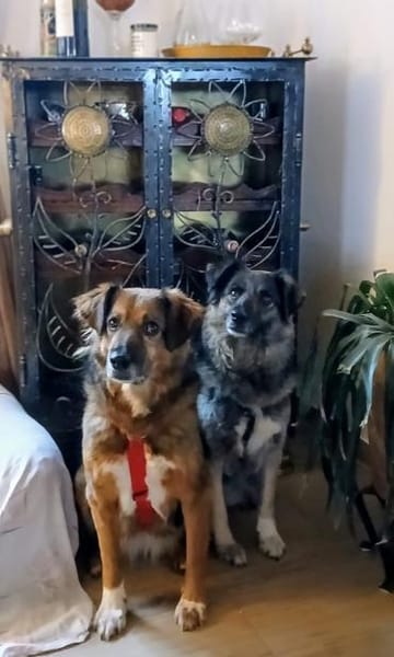 TIMA * braucht Verständnis & Sicherheit