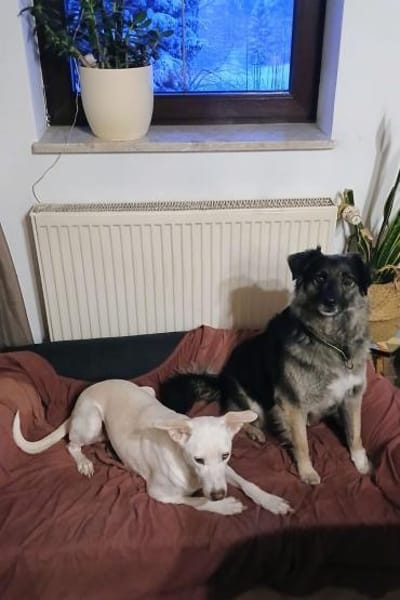 TIMA * braucht Verständnis & Sicherheit