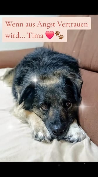 TIMA * braucht Verständnis & Sicherheit