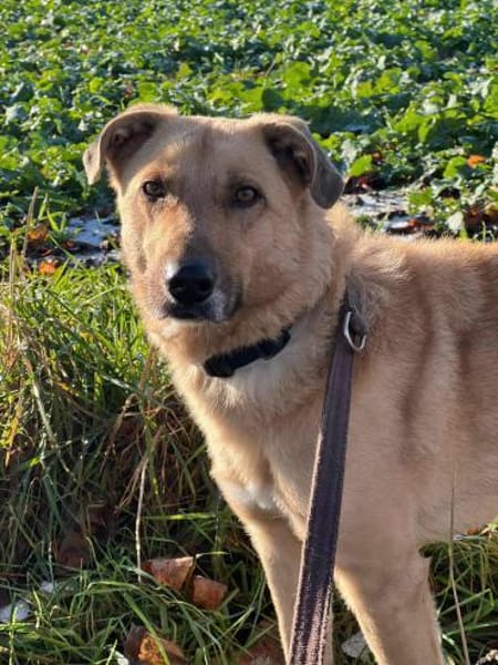 GRIMOU * toller Typ für Erfahrene