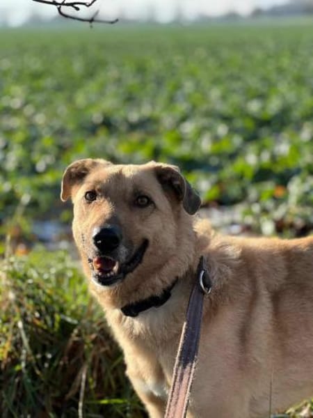 GRIMOU * toller Typ für Erfahrene