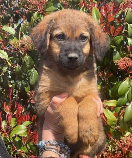 kleiner Ulli sucht seine Menschen 😍