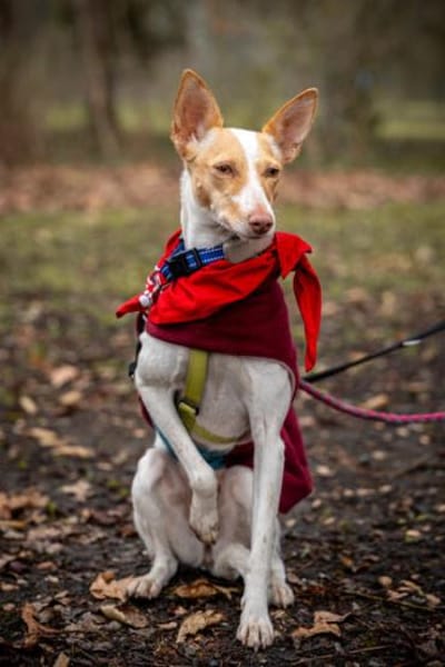 Hada3 sucht ein Zuhause