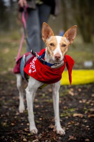 Hada3 sucht ein Zuhause