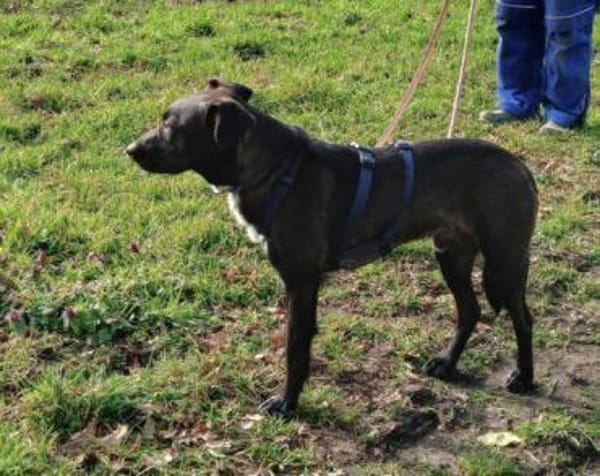 Porthos1 sucht ein Zuhause