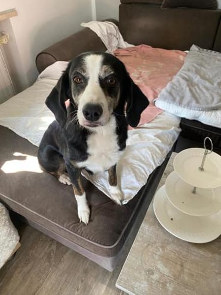 Jule 💖 liebe Hündin auf PS in Bayern