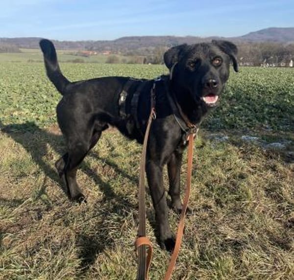 LUCKY BOY MÖCHTE BALD ANKOMMEN!