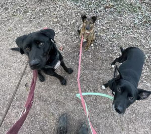 LUCKY BOY MÖCHTE BALD ANKOMMEN!