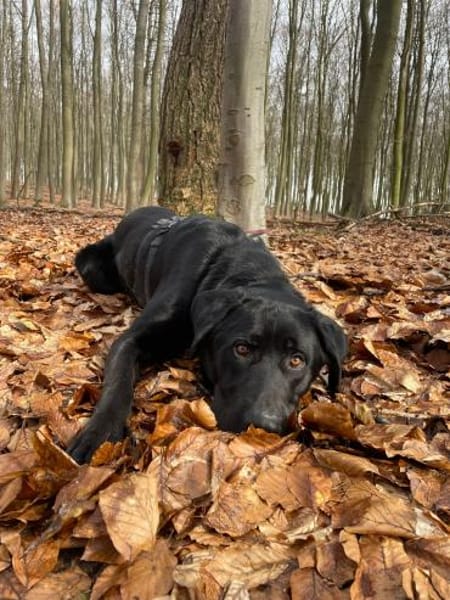 LUCKY BOY MÖCHTE BALD ANKOMMEN!
