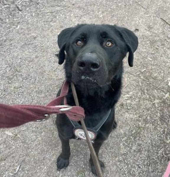 LUCKY BOY MÖCHTE BALD ANKOMMEN!