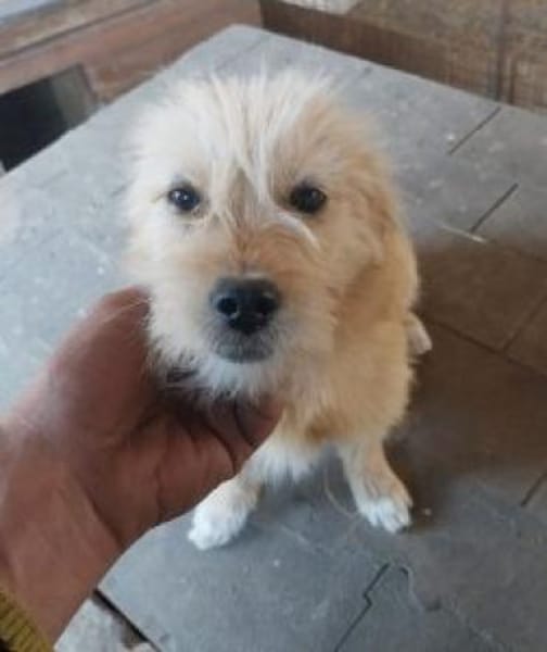 Christel 35 cm (Pflegestelle)