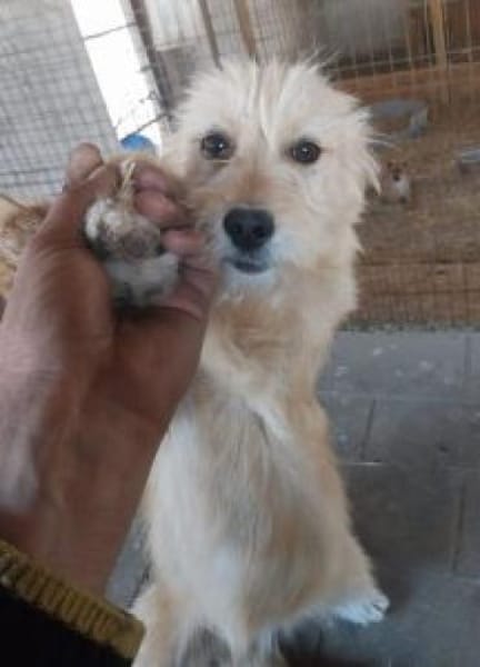 Christel 35 cm (Pflegestelle)