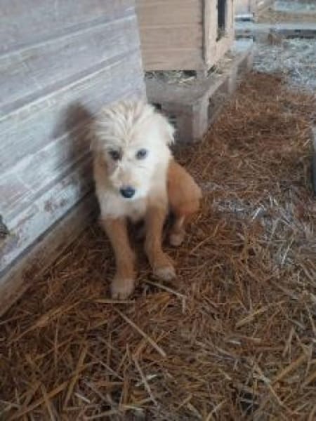 Christel 35 cm (Pflegestelle)