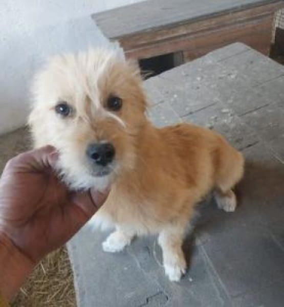 Christel 35 cm (Pflegestelle)