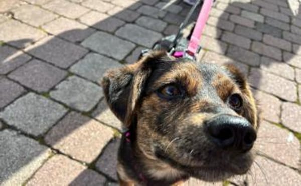 Amy sucht ein freies Körbchen