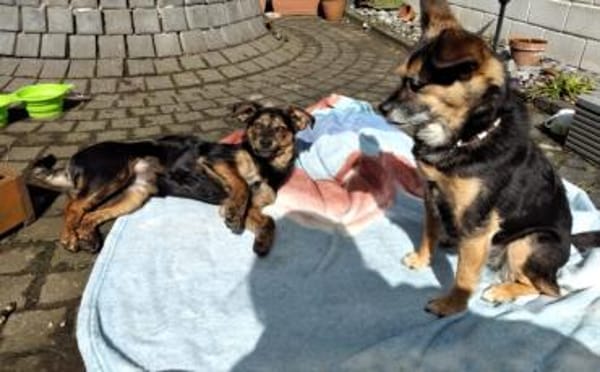 Amy sucht ein freies Körbchen