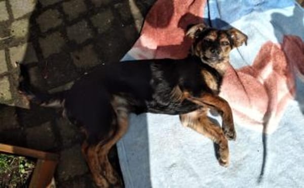 Amy sucht ein freies Körbchen