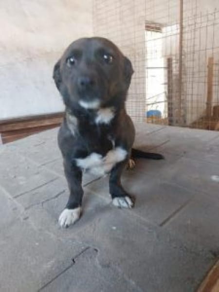 Chanti 32 cm (Pflegestelle)