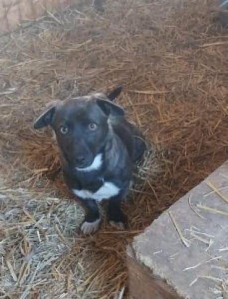 Chanti 32 cm (Pflegestelle)